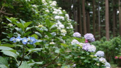 みちのくあじさい園　DSC06790