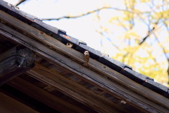 山居倉庫　スズメ