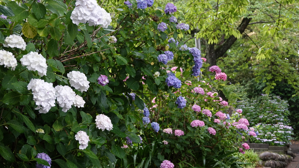 仙台市 資福寺の紫陽花
