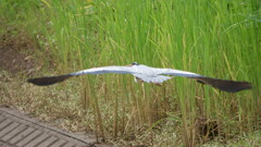 伊豆沼　アオサギ
