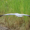 伊豆沼　アオサギ