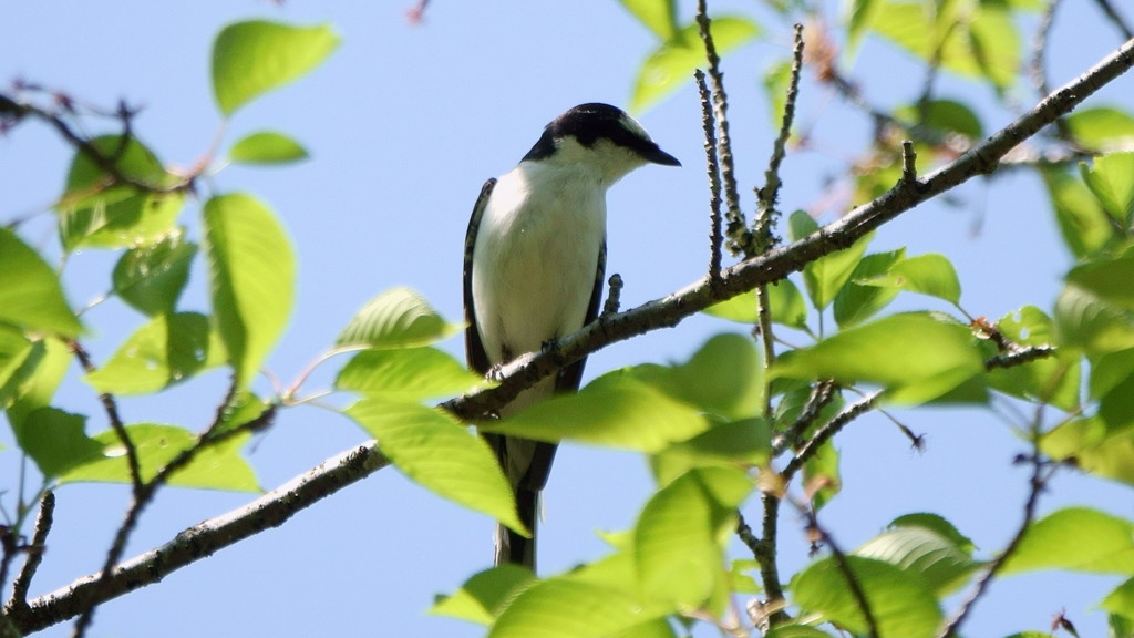 宮城県牛野ダム サンショウクイ
