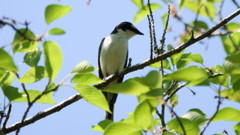 宮城県牛野ダム サンショウクイ