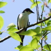 宮城県牛野ダム サンショウクイ