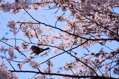 宮城県 一目千本桜 ヒヨドリ