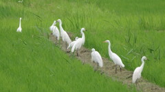 伊豆沼　チュウサギ