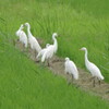 伊豆沼　チュウサギ