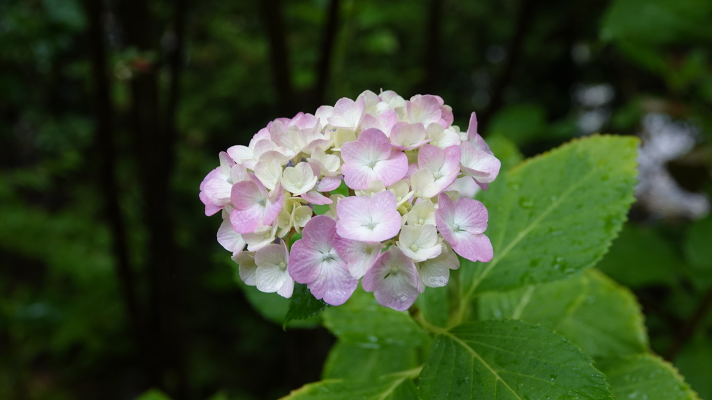 仙台市 資福寺の紫陽花