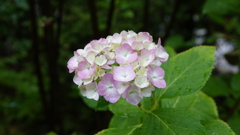 仙台市 資福寺の紫陽花