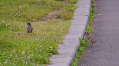 宮城県広瀬川下流域周辺　ムクドリ♂♀