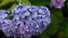 仙台市 資福寺の紫陽花