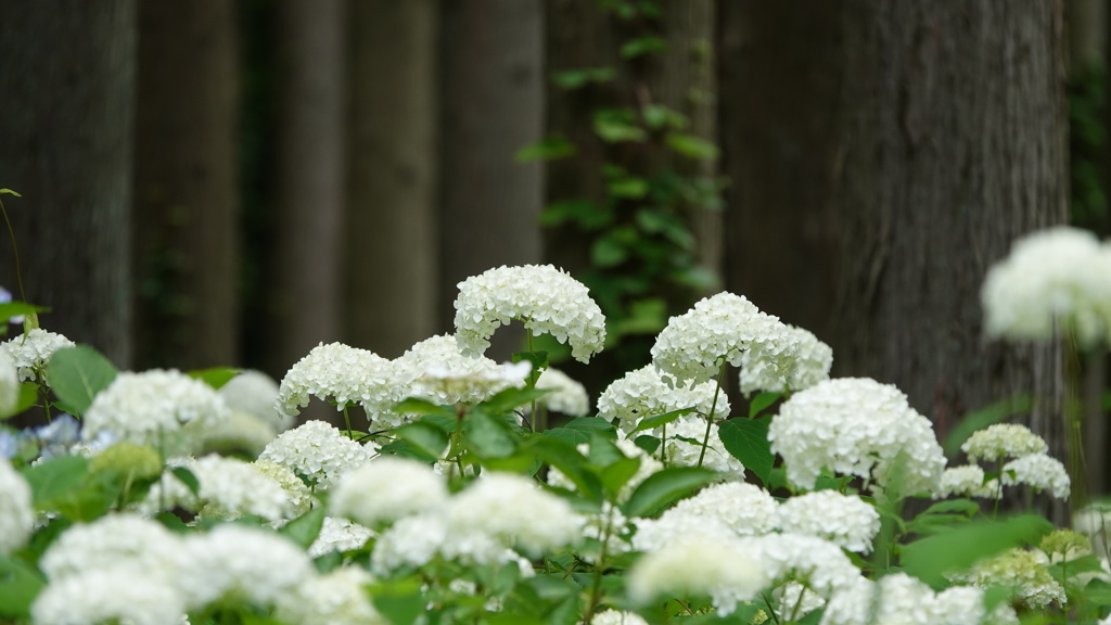 みちのくあじさい園　DSC06754