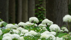 みちのくあじさい園　DSC06754