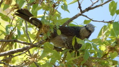 宮城県牛野ダム　ヒヨドリ