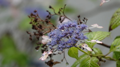 仙台市 資福寺の紫陽花