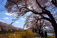 宮城県　一目千本桜