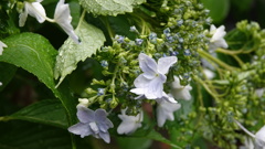 仙台市 資福寺の紫陽花