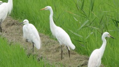 伊豆沼　チュウサギ