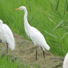 伊豆沼　チュウサギ