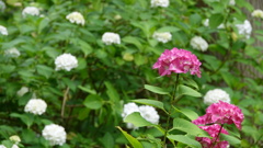 みちのくあじさい園　DSC06757