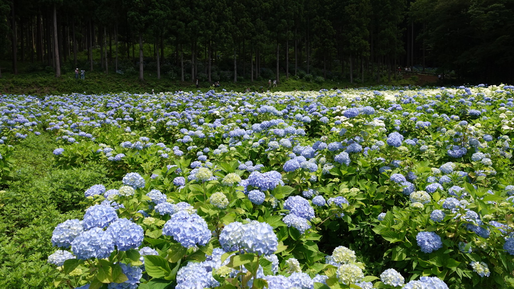 みちのくあじさい園　DSC07029