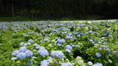みちのくあじさい園　DSC07029