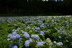 みちのくあじさい園　DSC07026