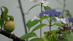 仙台市 資福寺の紫陽花
