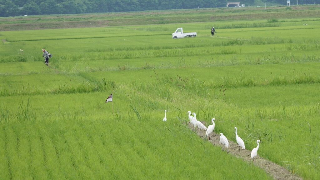 伊豆沼　チュウサギ