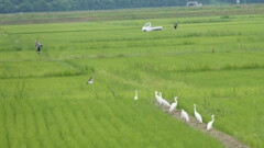 伊豆沼　チュウサギ