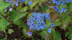 仙台市 資福寺の紫陽花