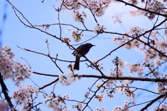 宮城県 一目千本桜 ヒヨドリ
