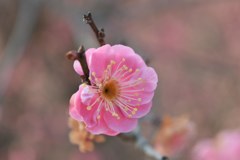 標準レンズ練習