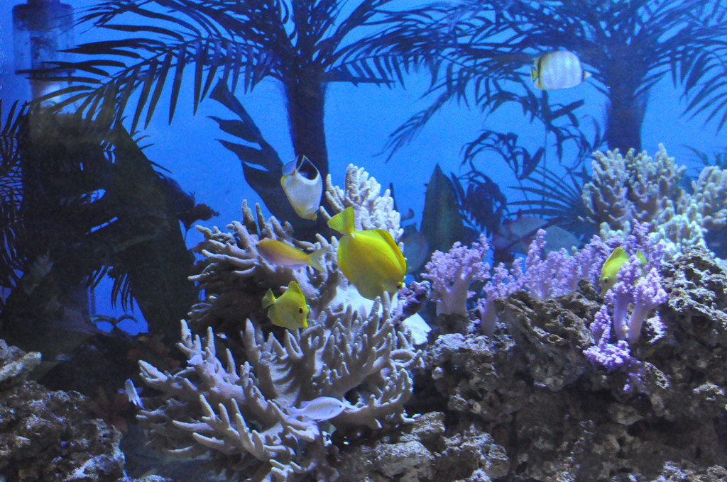 水槽　カラフルな魚たち　高田大介