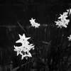 道端の花