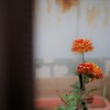 道端の花