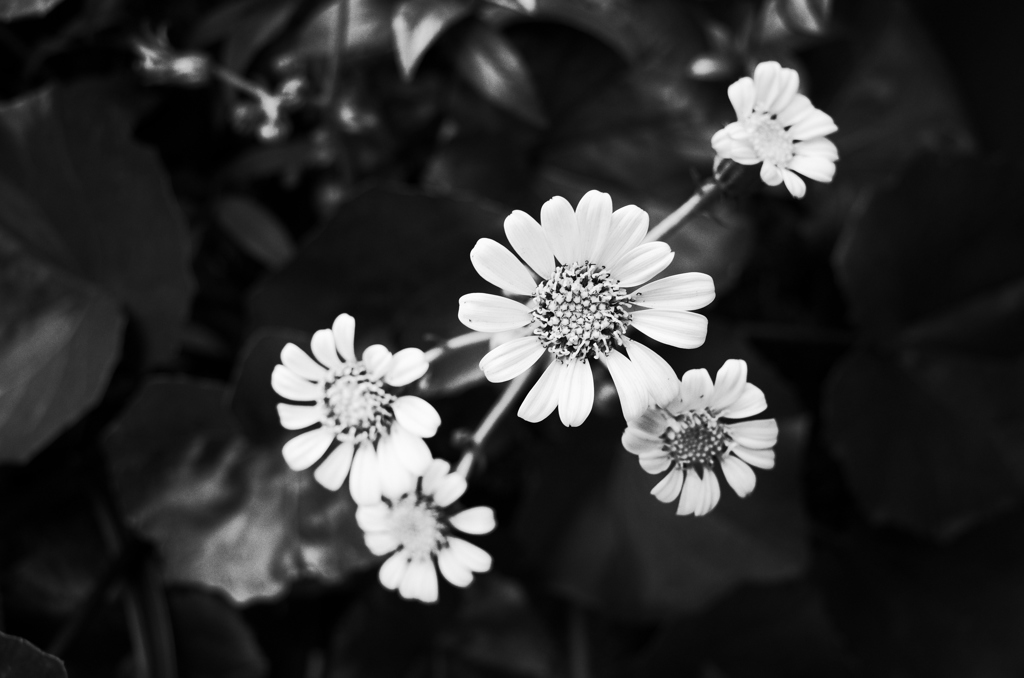 道端の花