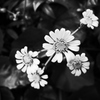 道端の花
