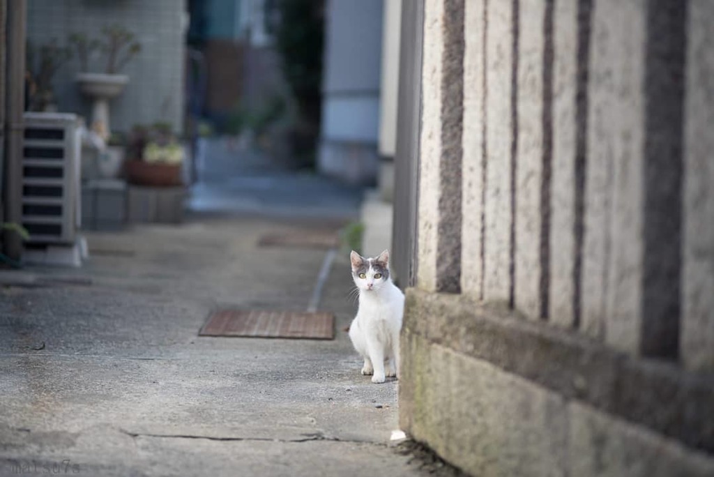 裏路地の隠れ猫