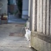 裏路地の隠れ猫