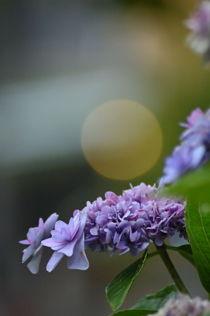 額紫陽花（薄紫）