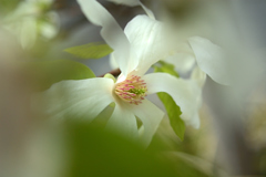 コブシの花