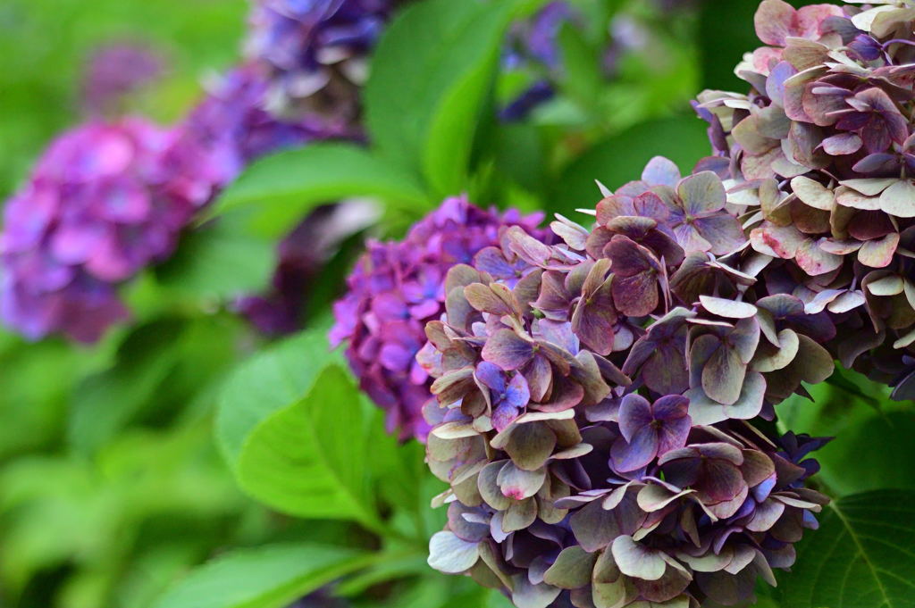 枯れ紫陽花（濃紫）