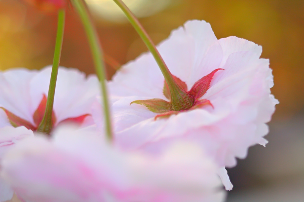 八重桜