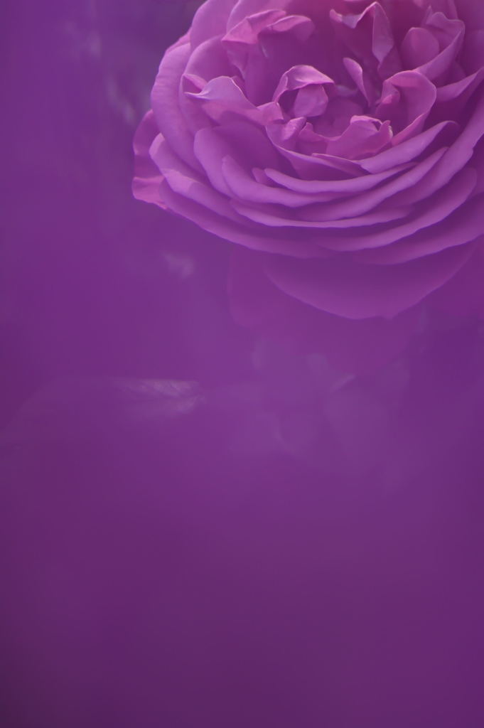 紫の薔薇