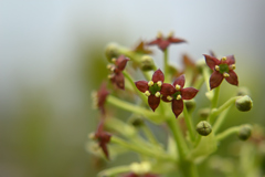 アオキの花