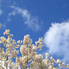 青空に雲と桜