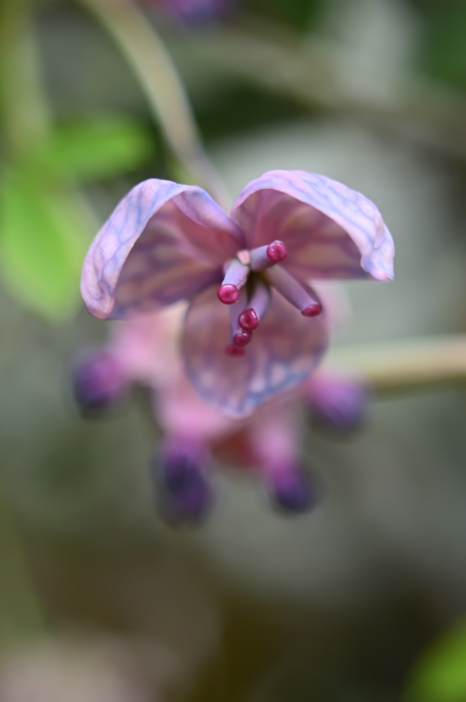 ミツバアケビ（雌花）