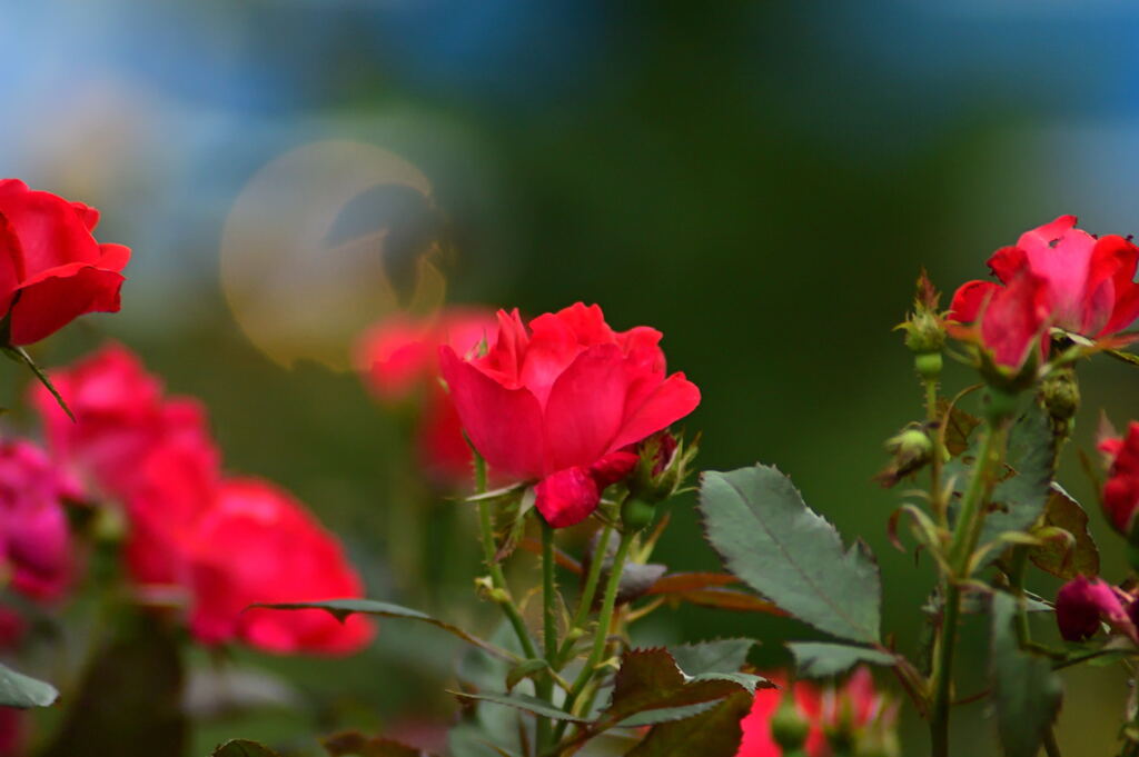 朱色の薔薇