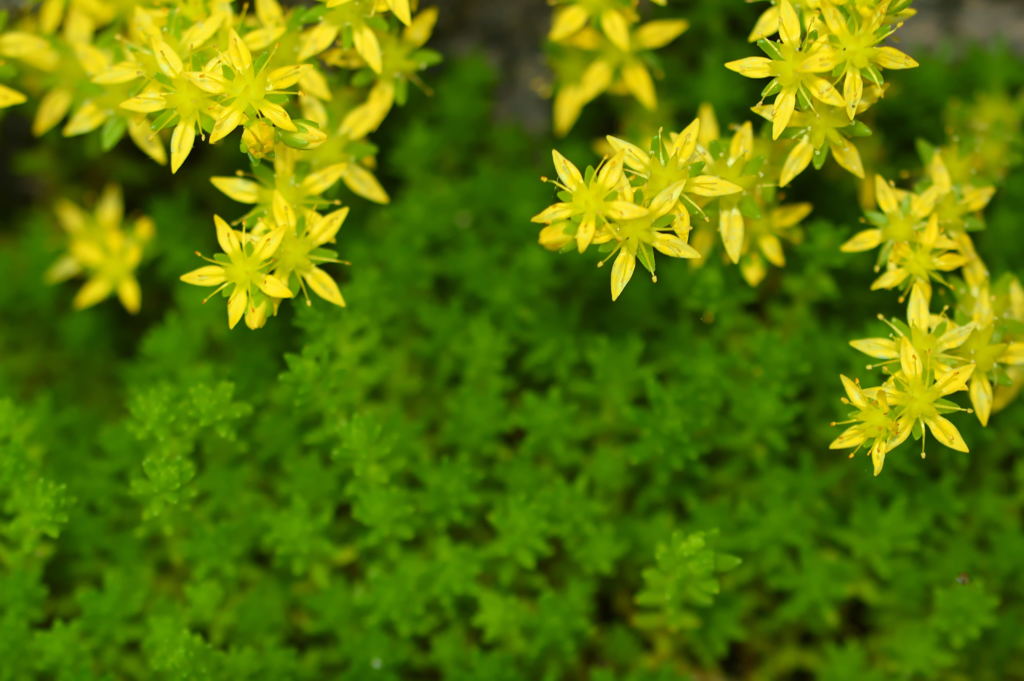 万年草の花
